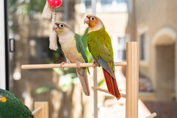 Adjustable Window Bird Perch Stand — No Drilling, 3 Perch Sizes