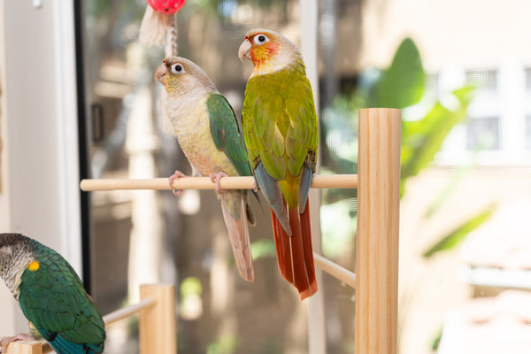 Adjustable Window Bird Perch Stand — No Drilling, 3 Perch Sizes